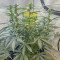 Watermelon Z Auto Samen feminisiert (Barney's Farm)