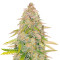 West Coast O.G. Auto (Fast Buds) Cannabis-Samen