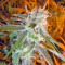 Lemon Skunk (GHS) Cannabis-Samen