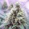 Runtz Gum strain
