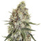 Amnesia (Seedstockers) Cannabis-Samen