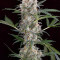 Big Stilton Auto (Big Head Seeds) Cannabis-Samen
