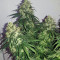 Bruce Banner strain
