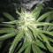 Bubble Bomb (Bomb Seeds) Cannabis-Samen
