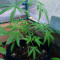 Bubble Bud (Blackskull Seeds) Cannabis-Samen