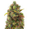 Critical Haze Regular (Mr. Nice Seedbank) Cannabis-Samen