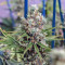 Critical Kush regular (Barney's Farm) Cannabis-Samen