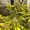 Critical Super Silver Haze (Delicious Seeds)