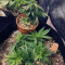 Fruity Pebbles (Tropical Nuggets) (Blackskull Seeds) Cannabis-Samen