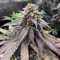 Gelato (Original Sensible Seeds) Cannabis-Samen
