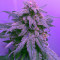 Heisenberg Special Auto (Mephisto Genetics) Cannabis-Samen