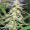 Julies Cookies (Big Head Seeds) Cannabis-Samen