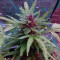 Lemonberry Haze Auto (Original Sensible Seeds) Cannabis-Samen