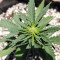 Monster Bruce Banner (Monster Genetics) Cannabis-Samen