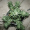 Northern Light x Big Bud Early Harvest (World of Seeds) Cannabis-Samen