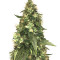 Northern Lights (Seedstockers) Cannabis-Samen