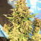 Original Auto BubbleGum (Fast Buds) Cannabis-Samen
