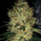 Pineapple Haze Regular (Barney's Farm) Cannabis-Samen
