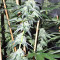 Sherbet (Seedstockers) Cannabis-Samen