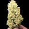 Skywalka Cookies (Big Head Seeds) Cannabis-Samen