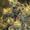 Sour Tangie (Reserva Privada) Cannabis-Samen