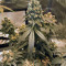 Sour Tangie (Reserva Privada) Cannabis-Samen