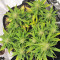 Strawberry Gum (Advanced Seeds) Cannabis-Samen