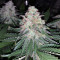 Sweet ZZ (Sweet Z) (RQS) Cannabis-Samen