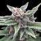 Triple Scoop (DNA Genetics) Cannabis-Samen