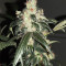 Wedding Cake feminisierte Samen