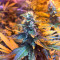 Wedding Cake (Big Head Seeds) Cannabis-Samen