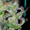 Zamaldelica (Ace Seeds) Cannabis-Samen