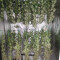 Amnesia Lemon Kush (Original Sensible Seeds) Cannabis-Samen