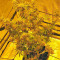 Big Bang Auto (GHS) Cannabis-Samen