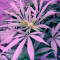 Blue Pyramid (Pyramid Seeds) Cannabis-Samen