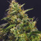 Chem-Bomb Auto (Humboldt Seeds Organization)