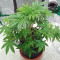 Exodus Cheese Auto CBD (GHS) Cannabis-Samen