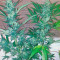 Exodus Cheese (GHS) Cannabis-Samen
