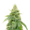 Gummy Skunk Fast Version feminisierte Samen (EGS)