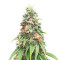 Kosher Cookies Samen feminisiert (DNA Genetics)