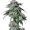 Pure Kush (GHS) Cannabis-Samen