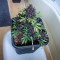 Purple Bud (White Label) Cannabis-Samen