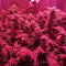 LSD Cannabis-Samen Kaufen