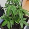 Tangie'matic Auto (Fast Buds) Cannabis-Samen zu verkaufen