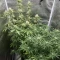Gorilla Cookies Auto (Fast Buds) Cannabis-Samen zu verkaufen