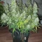 Gorilla Cookies Auto (Fast Buds) Cannabis-Samen zu verkaufen