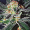 Amnesi-K Lemon (Kannabia Seeds) Cannabis-Samen zu verkaufen