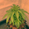 Super Skunk (Spliff Seeds) Cannabis-Samen zu verkaufen