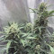 Original Auto Sour Diesel (Fast Buds) Cannabis-Samen zu verkaufen