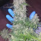 Kaufe Watermelon Z Auto Samen feminisiert von Barney's Farm